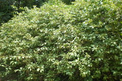 Embelia tsjeriam-cottam